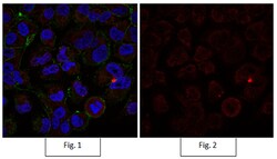 MilliporeSigma Mouse anti-Active- -Catenin, Clone: 8E7, Alexa Fluor 555, 100 &mu;L | Buy Online | MilliporeSigma&trade; | Fisher Scientific